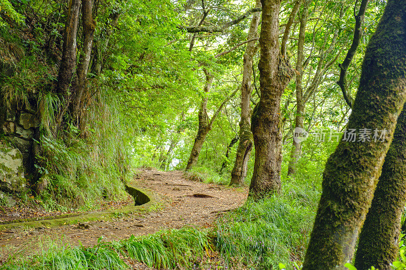 Forest view along the Vereda dos Balcões in the mountains of Madeira island